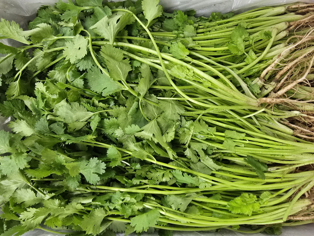 A10…고수 500g…ผักชี   500g