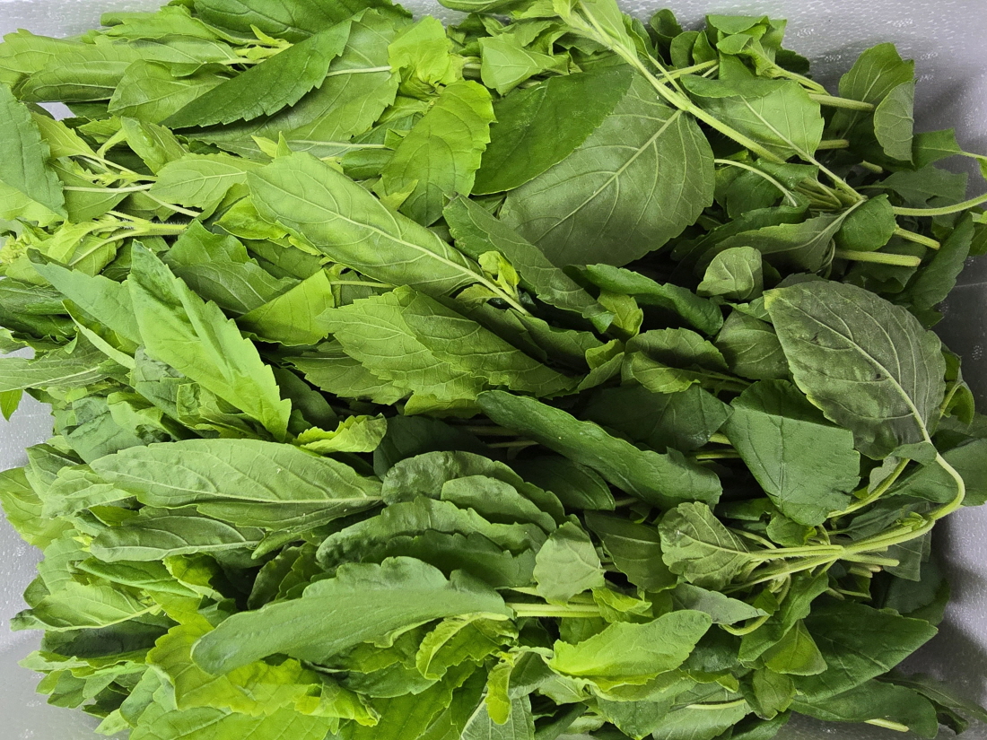A16…까파오 500g…กะเพรา    500g