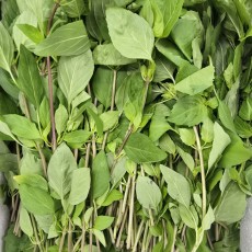 A18…훌라파 500g…โหระพา    500g
