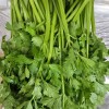 A34…샐러리 500g…ผักคื่นช่าย  500g