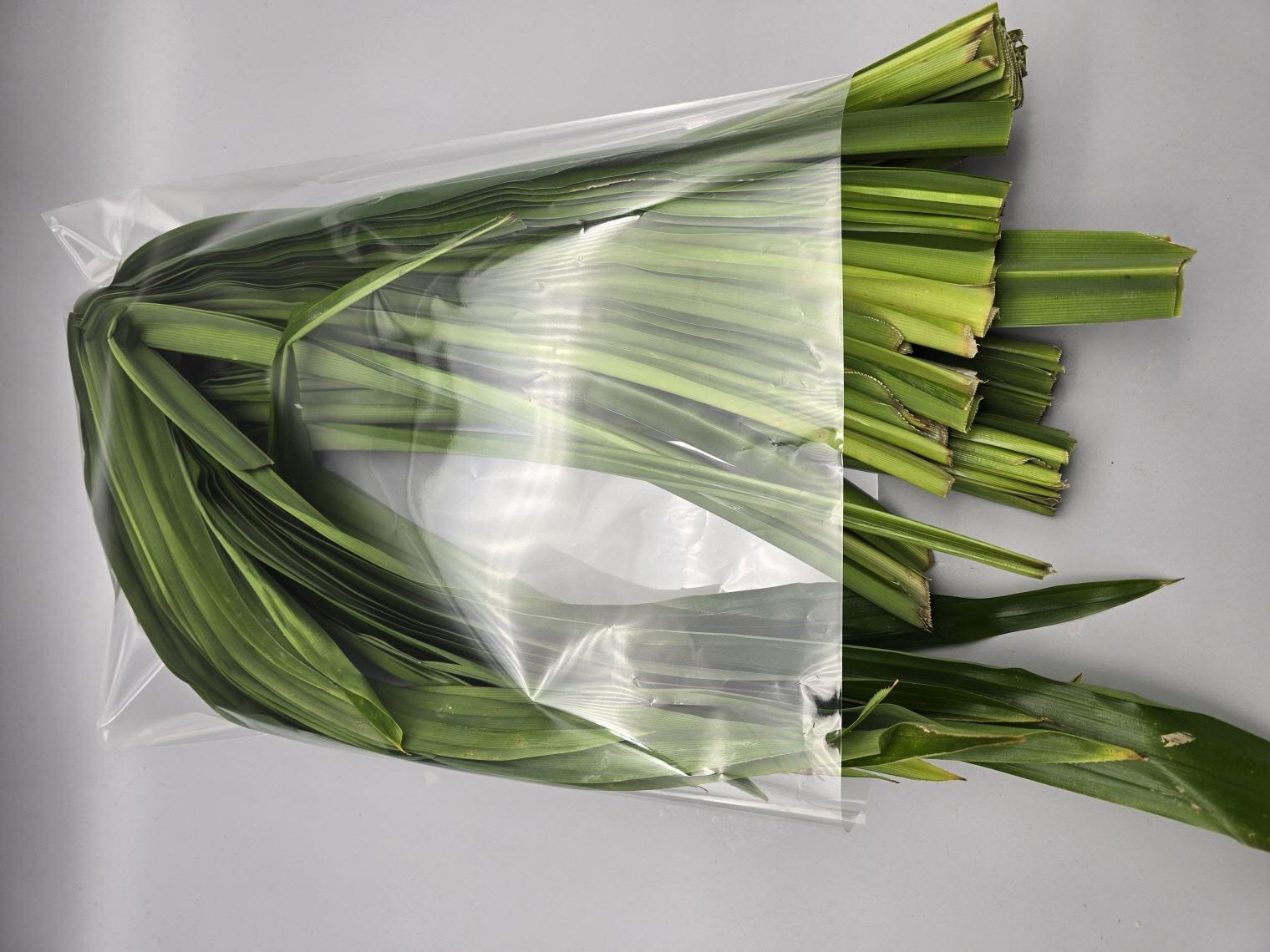 A47…바이떠이    430g…ใบเตย   430g