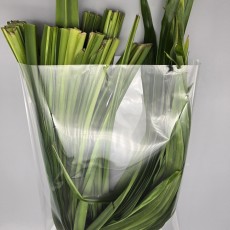A47…바이떠이    430g…ใบเตย   430g