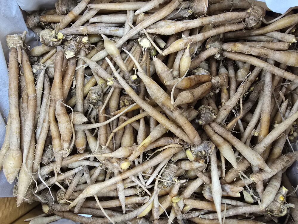 A64…까차이 1kg…กระชาย   1kg