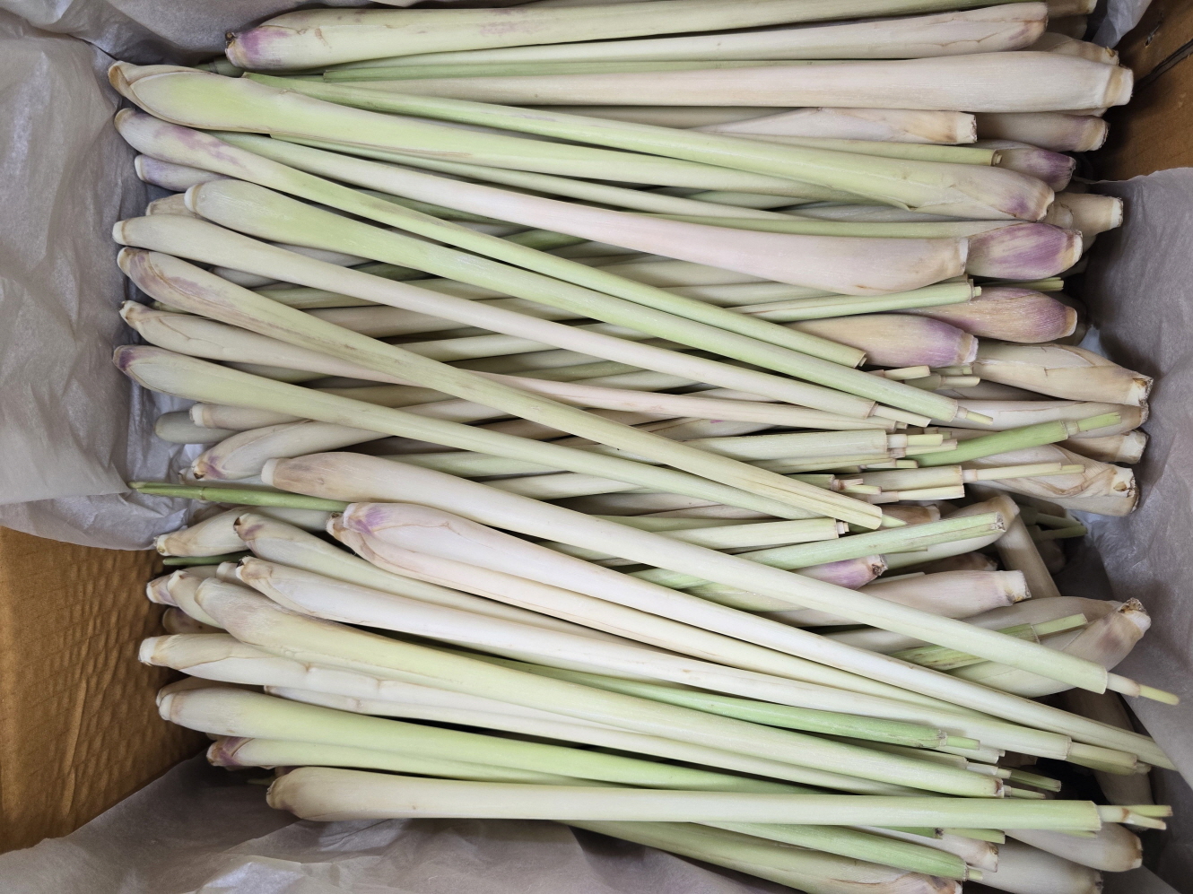 A66…레몬그라스 1kg…ตะไคร้   1kg(แทกุก)